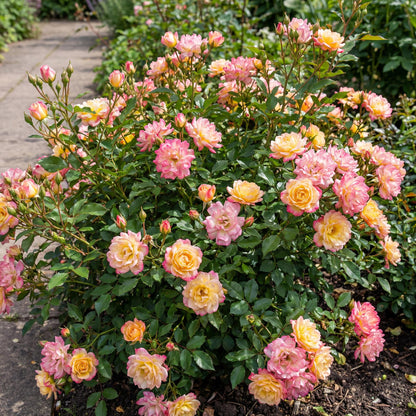 Green boutiQ - Gartenrose - Rosa Tricolor Fairy - Rose - Winterhart - Gelb-Rosa - 3 Pflanzen - Topf 12cm - Höhe 20-25cm 