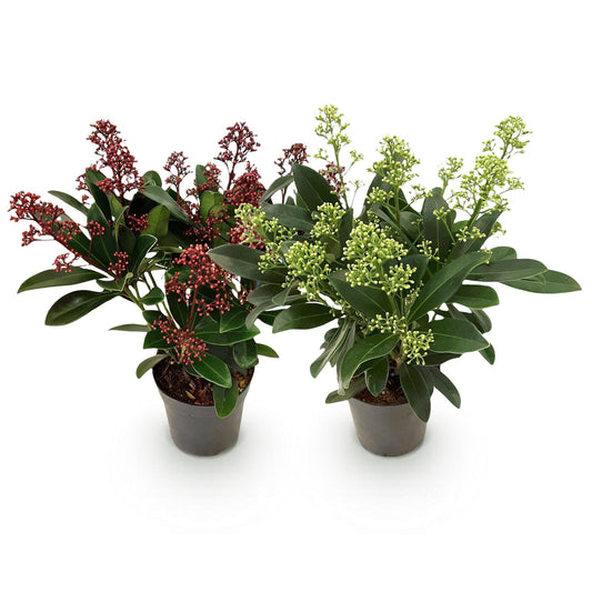 GreenboutiQ - Terrassenpflanze - Skimmia japonica Duo - Blüte Weiß & Rot - 10+ Blüten - 2 Pflanzen - Winterhart - Topf 10,5cm Höhe 25cm 