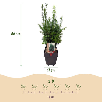 Taxus media Hillii – 6 Pflanzen für 1 Meter Hecke – Immergrün & winterhart – Eibe für dichte, schnittfeste Hecken – Ø17cm – Höhe ca. 60cm – Pflegeleicht 