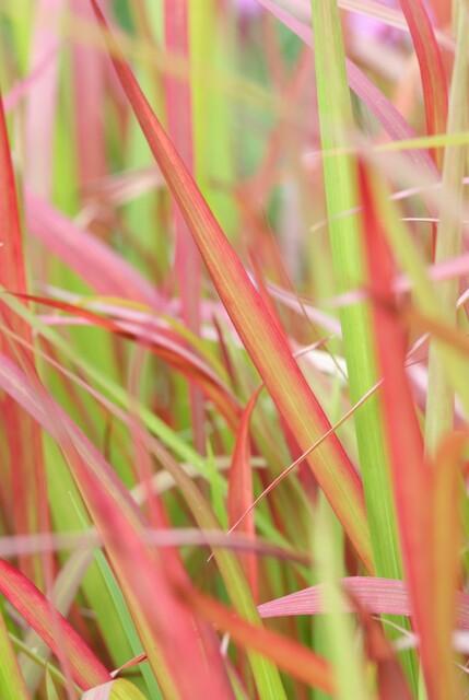 Japanisches Blutgras Imperata cylindrica 'Red Baron' – ↕10-25cm – Ø9cm – 6 Pflanzen – Winterhartes Ziergras mit roten Blattspitzen 