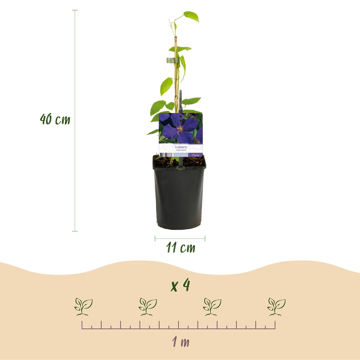 Kletterpflanze Clematis Rainbow – Mehrfarbige Blüten Rosa Weiß Lila Rot – Wenig Pflege – 4 Pflanzen – 11 cm Höhe 40 cm – Für Garten, Balkon & Pergolen 