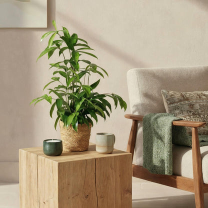 Green boutiQ - Zimmerpflanzen - Dracaena surculosa - Drachenblutbaum - Wenig Pflege - Grün - 1 Pflanze - Topf 17cm - Höhe 60-70cm 