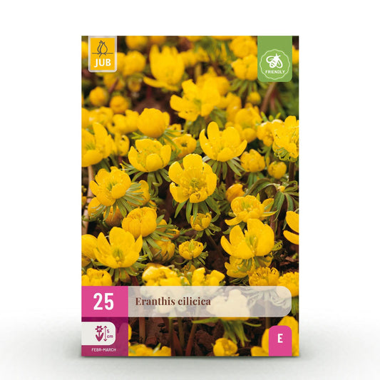 GreenboutiQ - Blumenzwiebeln - Eranthis Cilicica - Farbe Gelb - 25 Stück - Zwiebelgröße 4/5 - XXL Pack 