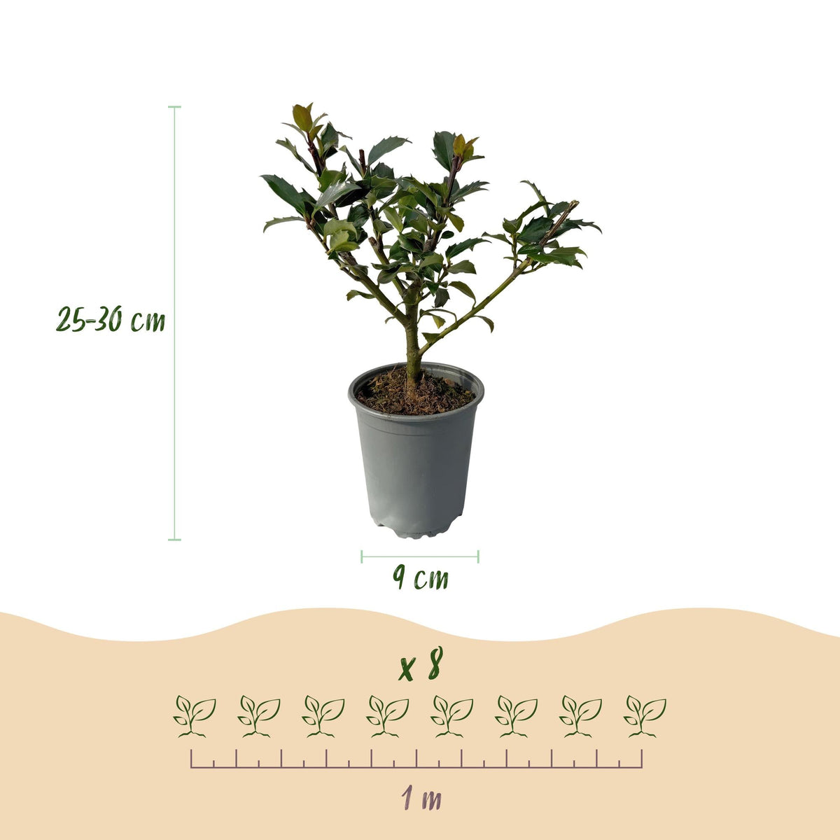 Stechpalme – Ilex meserveae Blue Maid – Heckenpflanze – Blatt grün – 8 Pflanzen – 1 laufender Meter – immergrün – 9cm Höhe 25-30cm 