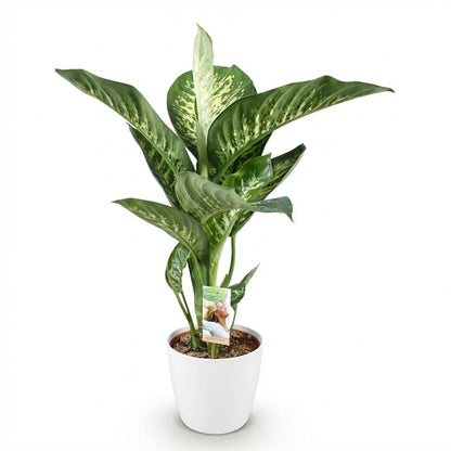 Green boutiQ - Zimmerpflanzen - Diefenbachia Tropic Snow - Dieffenbachia - Wenig Pflege - mit Potter Weiß - Bunt - 1 Pflanze - mit Potter Weiß - Topf 21cm - Höhe 90-100cm 