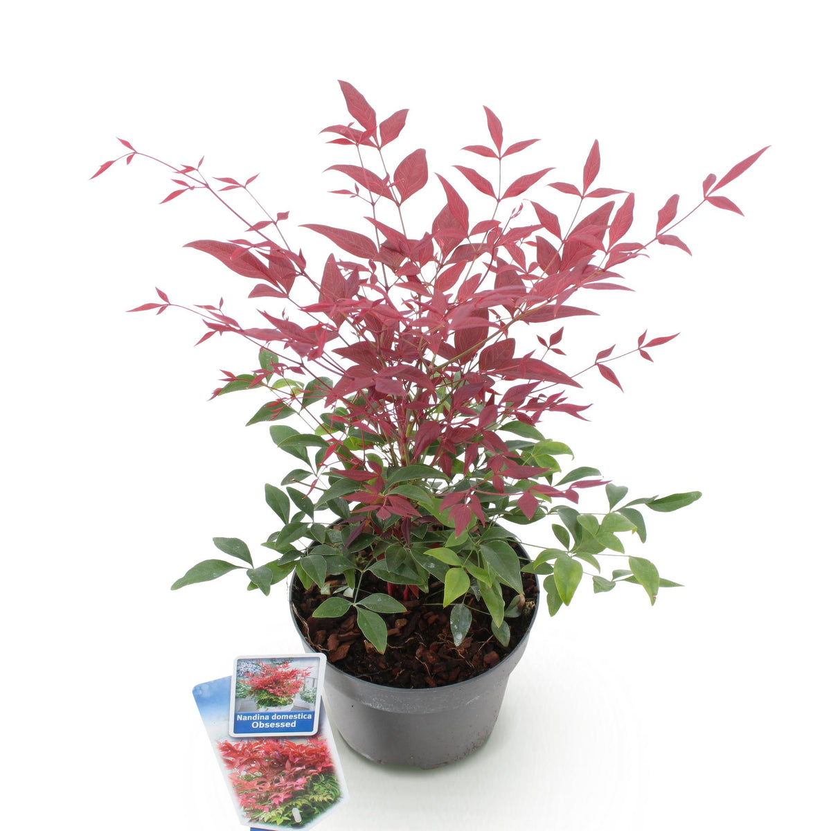 GreenboutiQ - Gartenpflanze - Nandina Obsessed - Rot - 1 Pflanze - Immergrün - Wenig Pflege - Topf 17cm Höhe 45cm 