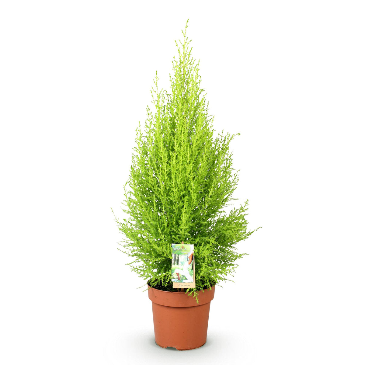 Green boutiQ - Zimmerpflanzen - Cupressus Gold Crest Wilma - Zimmerkoniferen - Wenig Pflege - Grün - 1 Pflanze - Topf 21cm - Höhe 85-95cm 