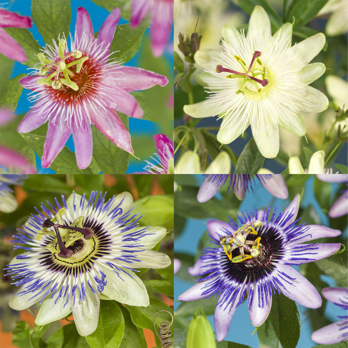 Passionsblume - Passiflora Rainbow - Blume Rosa Weiß Lila Grün - Wenig Pflege - 4 Pflanzen - Topf 11cm Höhe 40cm 