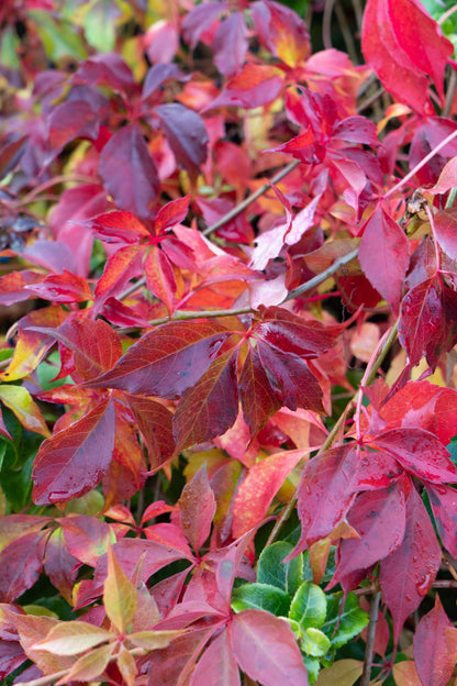 Jungfernrebe – Parthenocissus henryana – Ø15cm – ↕65cm – Farbintensive Kletterpflanze mit roter Herbstfärbung 