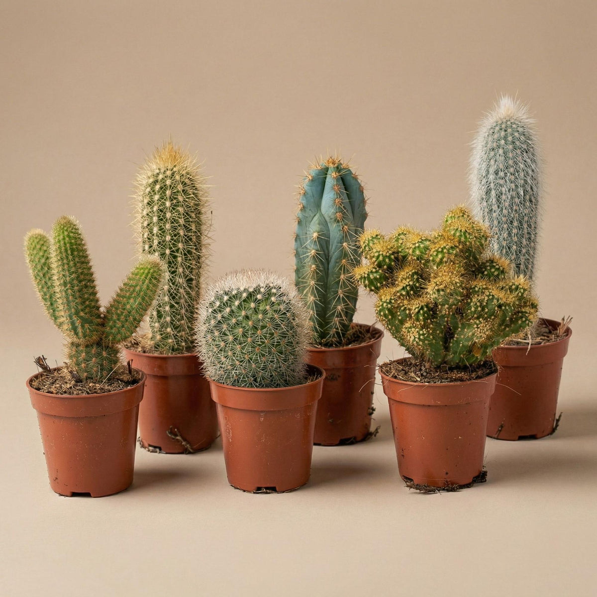 Kaktus-Set 6 Stück mit Mini-Keramiktöpfen Madrid 
