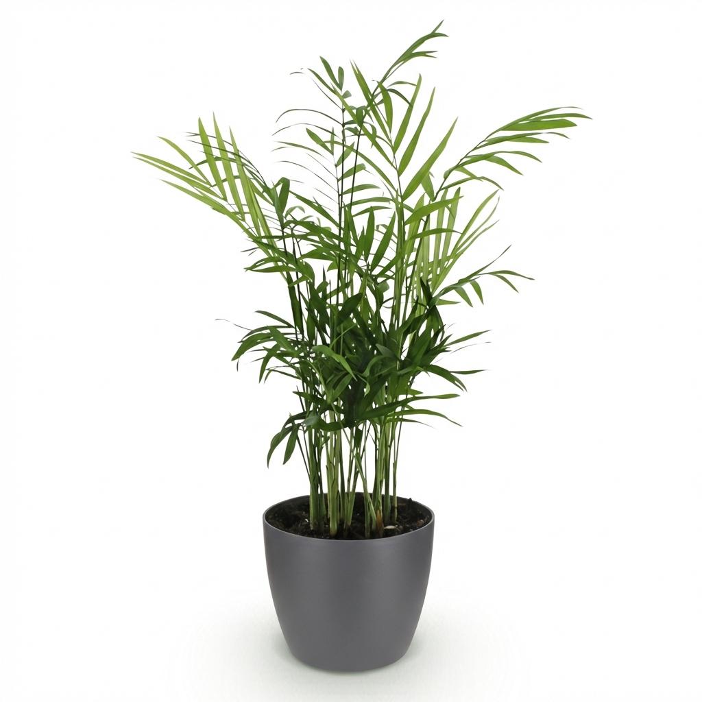 Green boutiQ - Zimmerpflanze - Chamaedorea elegans - Goldpalme - Haustierfreundliche Pflanze - Grün - 1 Pflanze - mit Potter Grau - Topf 12cm - Höhe 15cm 