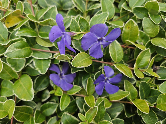 Kleinblättriges weißbuntes Immergrün Vinca minor 'Argenteovariegata' – ↕10-25cm – Ø9cm – 6 Pflanzen – Bodendecker – Violette Blüten – Wintergrün 