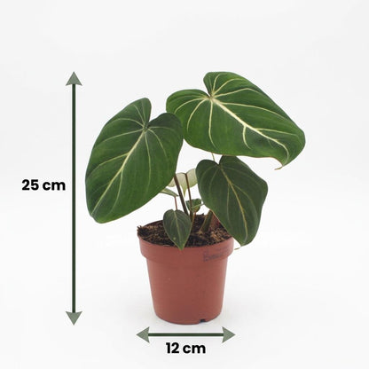 Gloriosum-Baumfreund – Philodendron gloriosum – Topf Ø12cm – Höhe 25cm – mit weißem Dekotopf – Ansicht 5