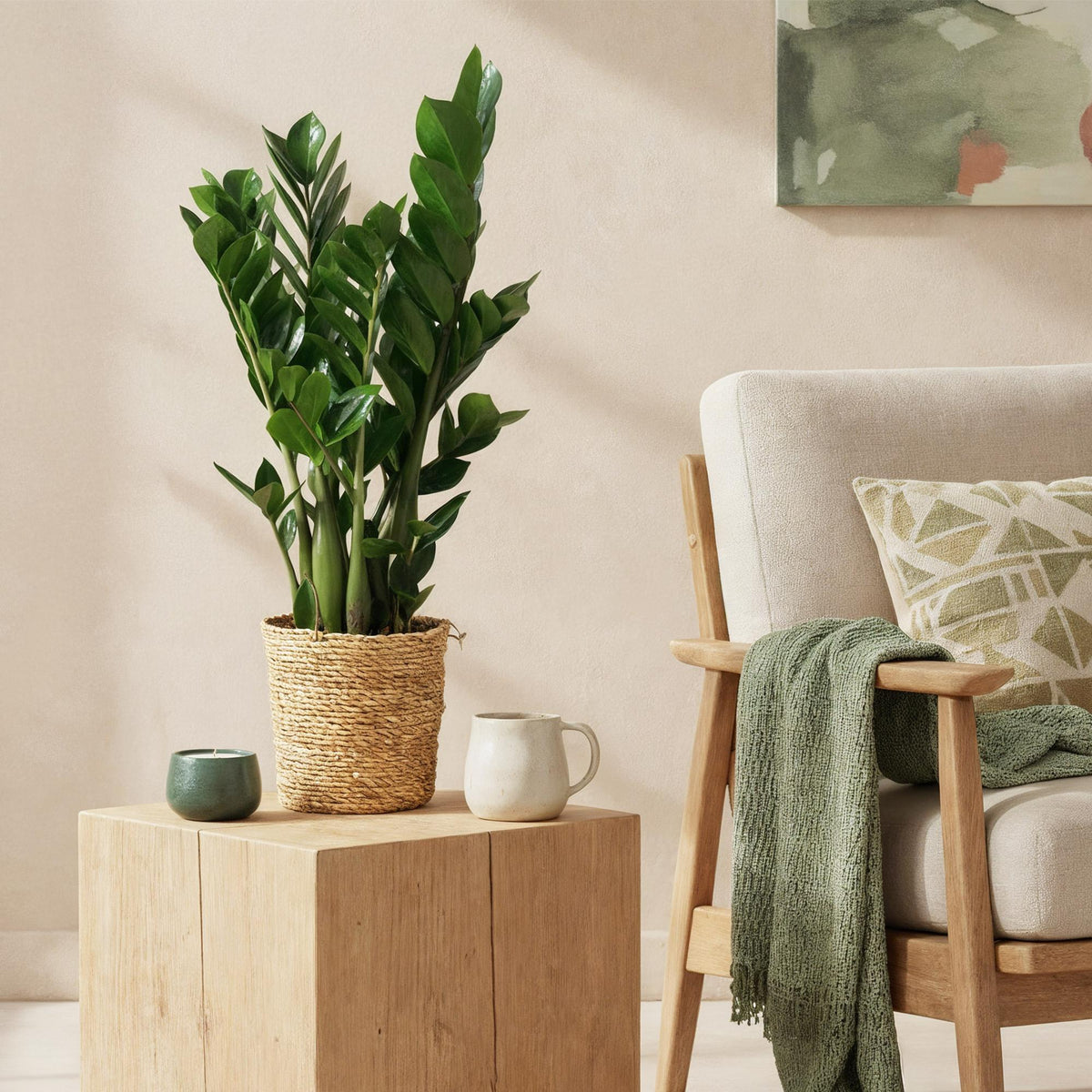 Green boutiQ - Zimmerpflanzen - Zamioculcas - ZZ-Pflanze - Wenig Pflege - mit Korb - Grün - 1 Pflanze - Topf 17cm - Höhe 65-75cm 