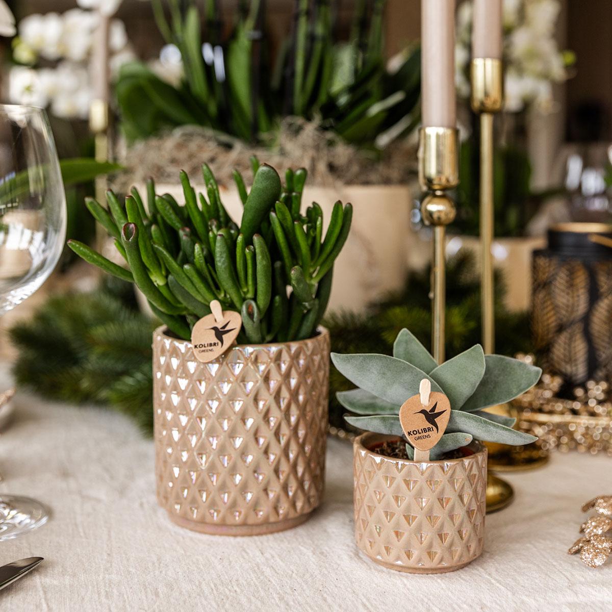 Kolibri Greens | Groene plant - Sukkulente Crassula Hobbit - grüne Zimmerpflanze - frisch aus der Gärtnerei - Ø12cm 