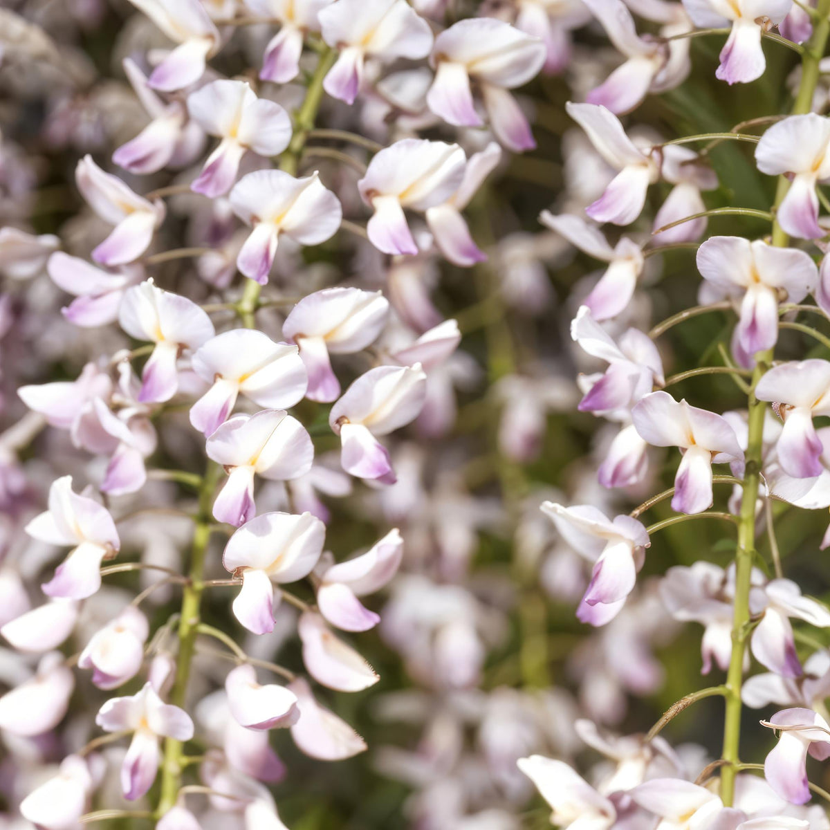 Kletterpflanze Wisteria floribunda Rosea – Rosa Blütentrauben – Frühling – 11 cm x H40 cm – Pflegeleicht – Für Garten, Pergola & Zaun 