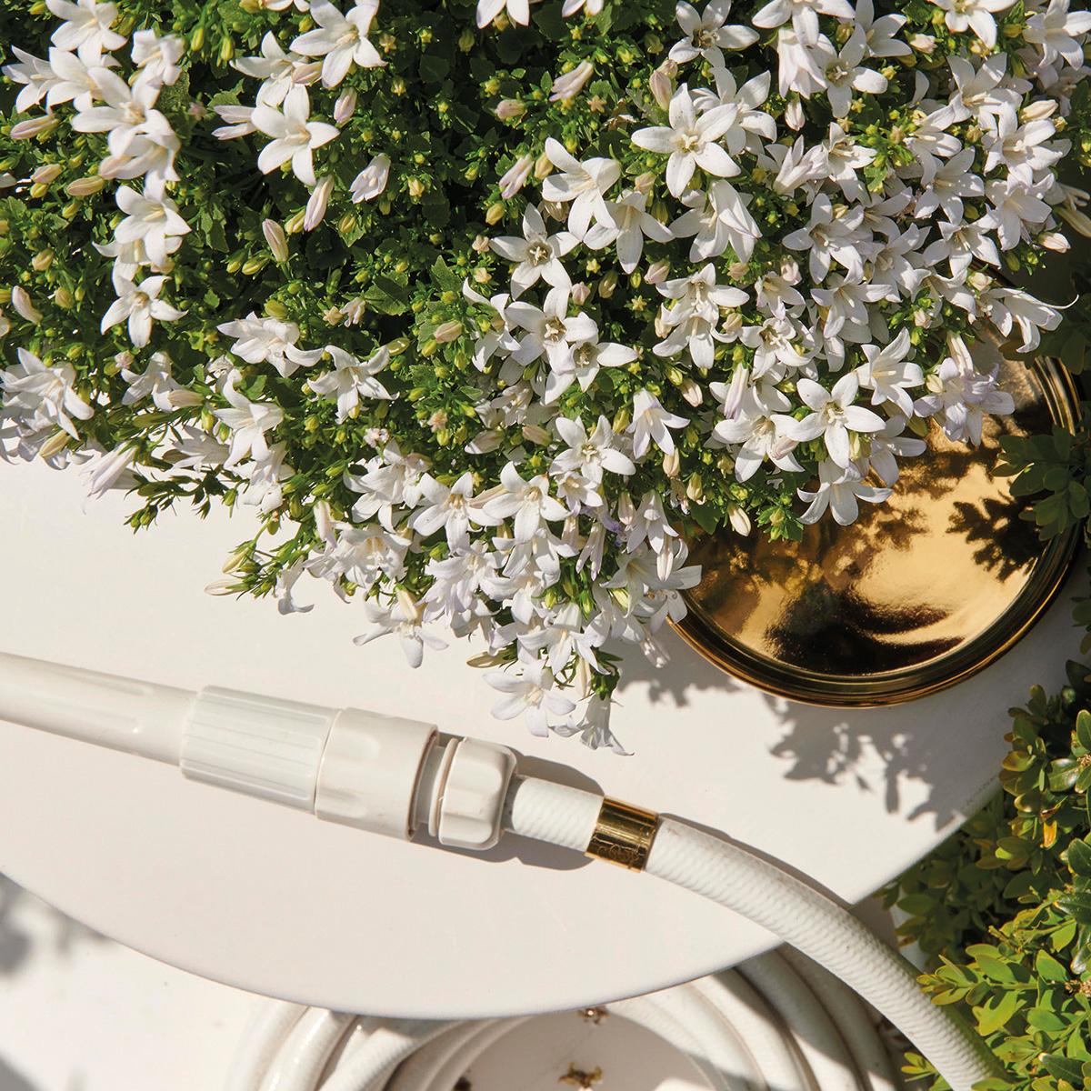 Campanula Addenda - Glockenblume weiß Topfgröße 12cm - 1m2 Bodendecker - 6 Pflanzen - Ambella Weiß - Winterhart 