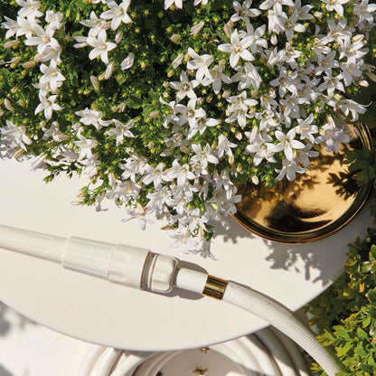Campanula Addenda - Glockenblume weiß Topfgröße 12cm - 1m2 Bodendecker - 6 Pflanzen - Ambella Weiß - Winterhart 