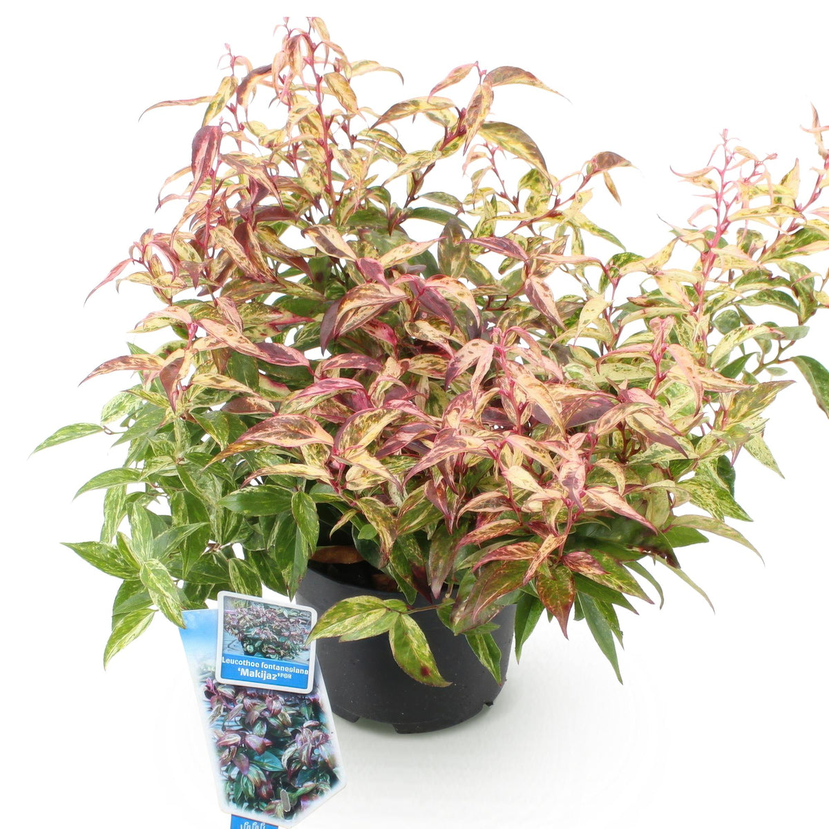 GreenboutiQ - Gartenpflanze - Leucothoe Makijaz - Braun - 1 Pflanze - Immergrün - Wenig Pflege - Topf 17cm Höhe 45cm 