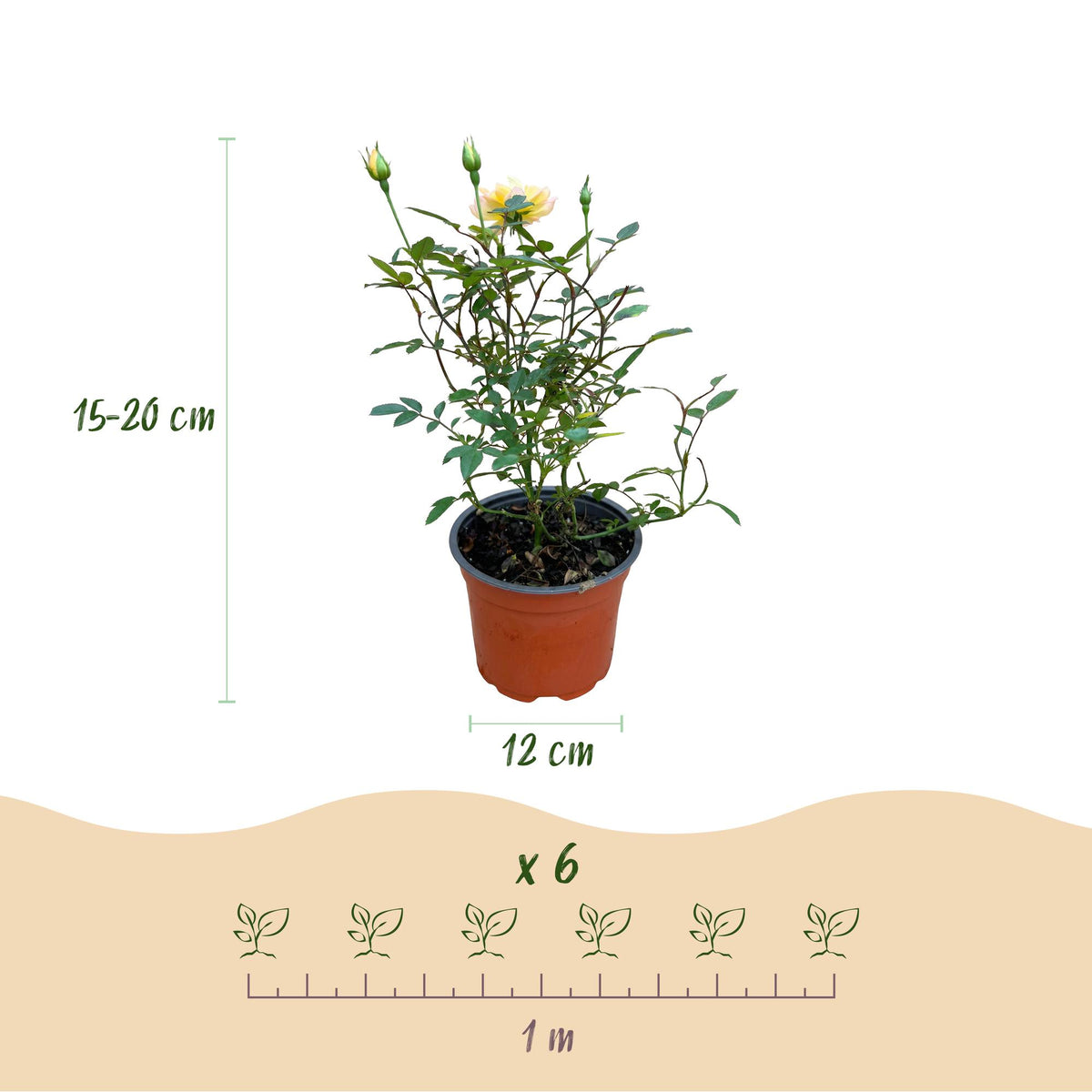 Green boutiQ - Gartenrose - Rosa Tricolor Fairy - Rose - Winterhart - Gelb-Rosa - 1 Pflanze - Topf 12cm - Höhe 20-25cm 