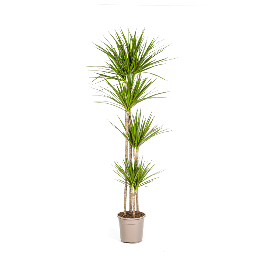 Drachenbaum Dracaena Marginata Green – Große Zimmerpflanze – Ø27 cm – 170-190 cm hoch – Schlanke dunkelgrüne Blätter – Moderner Urban Jungle Klassiker 