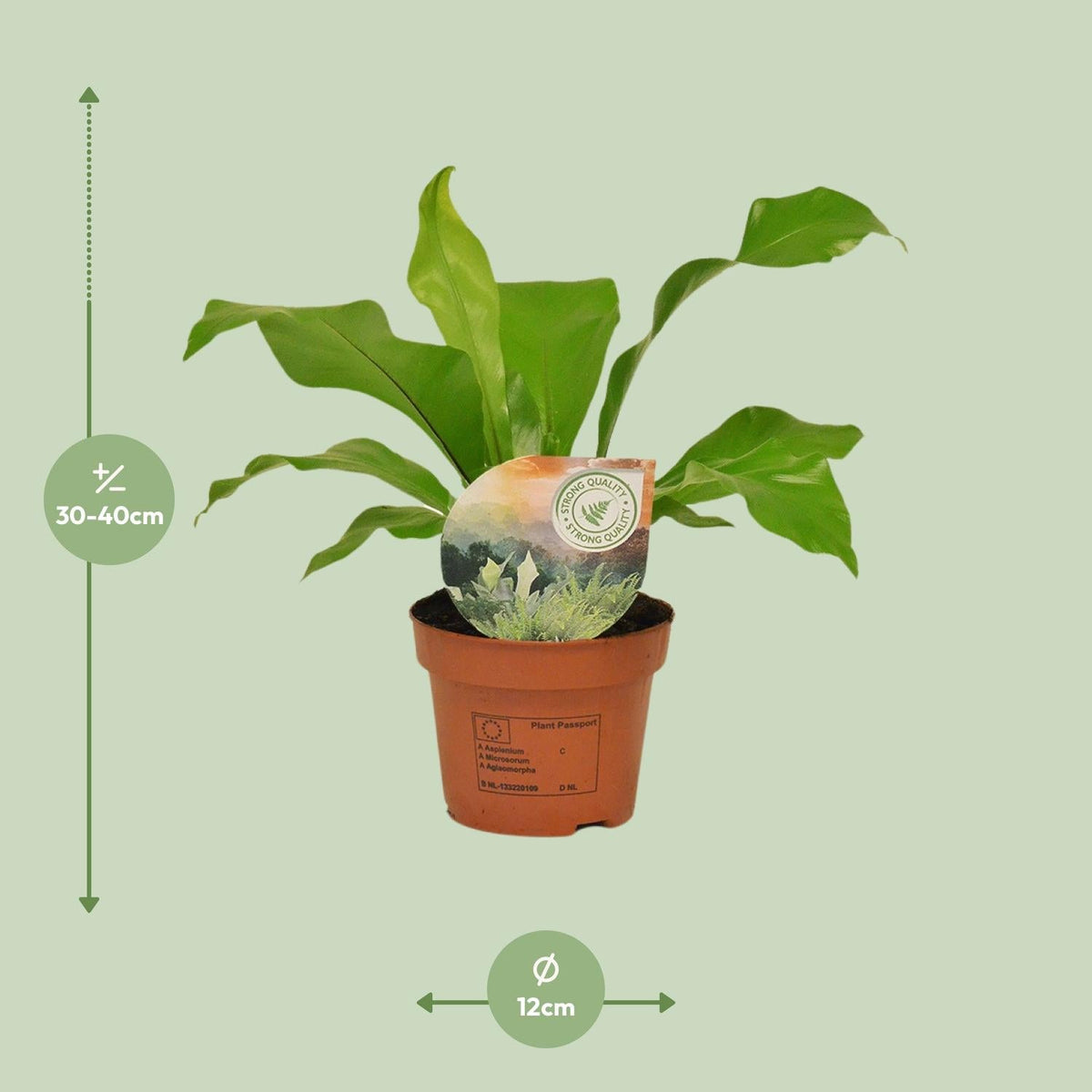 Rippenfarn – Asplenium Nidus – Zimmerpflanze – Ø12 cm – ↨35 cm – Pflegeleicht & Luftreinigend – Ideal für Halbschatten 