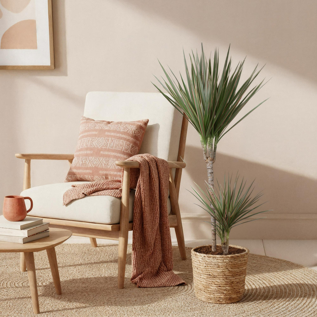 Green boutiQ - Zimmerpflanzen - Dracaena Marginata Bicolor - Drachenbaum - Pflegeleicht - mit Korb - Grün - Braun - 1 Pflanze - Topf 21cm - Höhe 90-100cm 