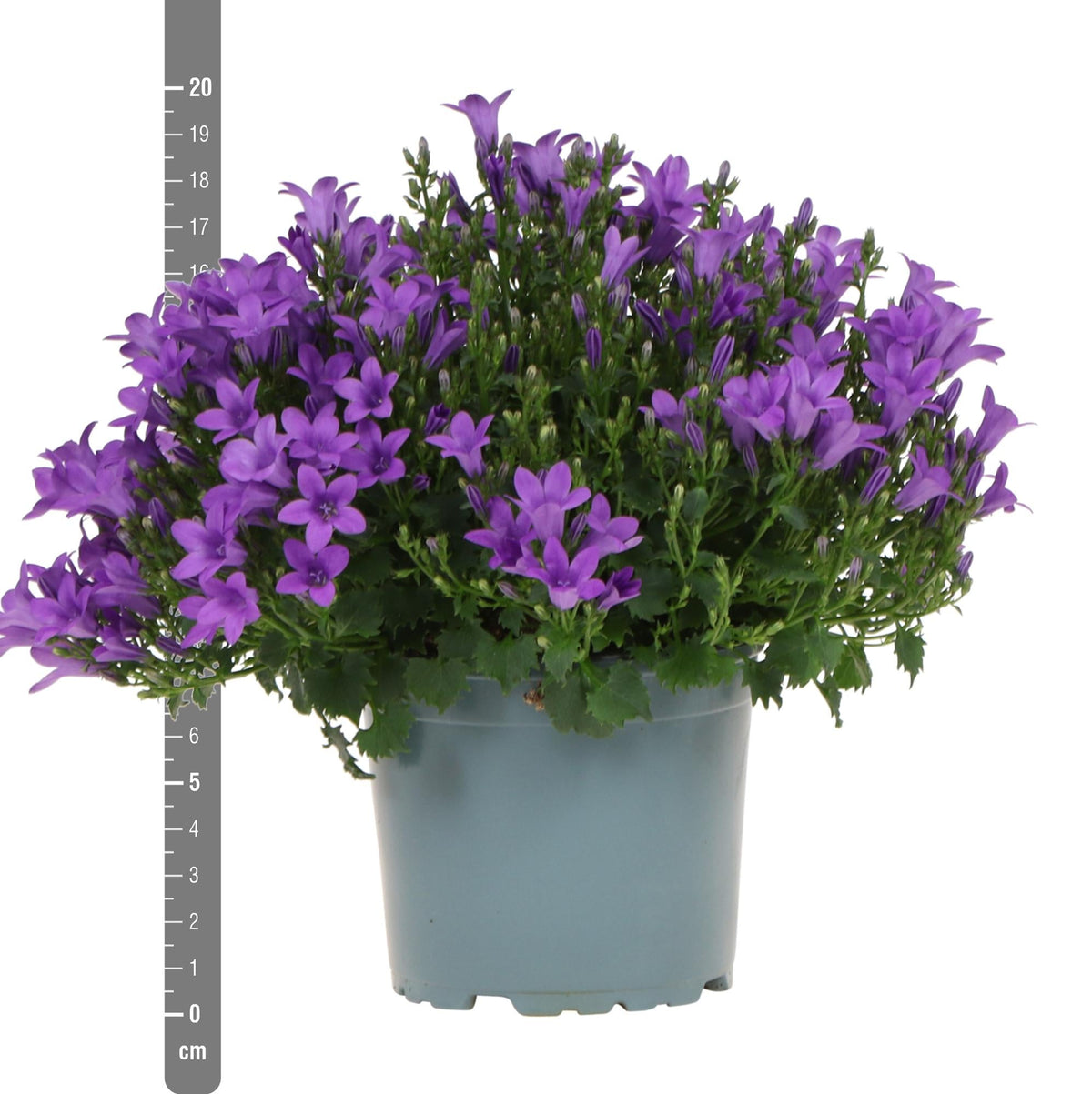 Campanula Addenda - Glockenblume lila Topfgröße 12cm - 1m2 Bodendecker - 6 Pflanzen - Ambella Lila - Winterhart 