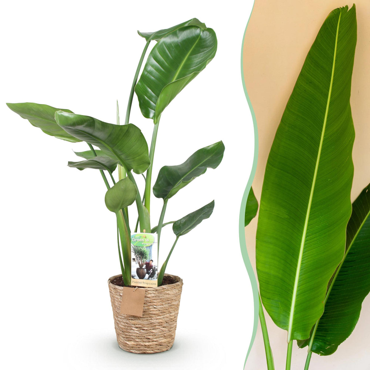Green boutiQ - Zimmerpflanzen - Stelitzia Nicolai - Paradiesvogelblume - Wenig Pflege - mit Korb - Grün - 1 Pflanze - Topf 17cm - Höhe 70-90cm 