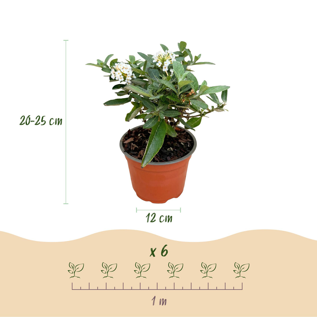Green boutiQ - Gartenpflanze - Buddleja davidii Butterfly Candy Little White - Schmetterlingsstrauch - Kompakt - Weiß - 3 Pflanzen - Topf 12cm - Höhe 20-25cm 