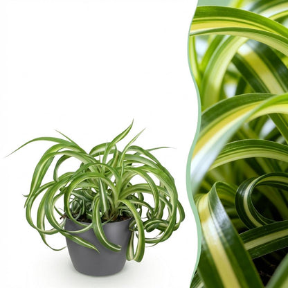 Green boutiQ - Zimmerpflanze - Chlorophytum comosum Bonnie - Lockige Graslilie - Haustierfreundliche Pflanze - Grün - 1 Pflanze - mit Potter Grau - Topf 12cm - Höhe 20cm 