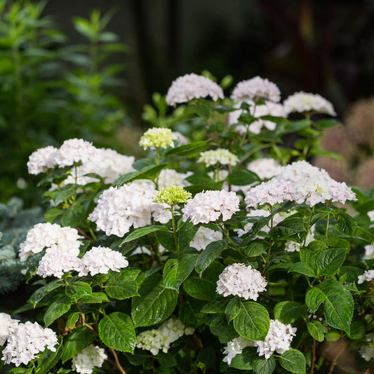 Green boutiQ - Gartenpflanze - Hydrangea Endless Summer The Bride - Hortensie - Winterhart - Weiß - 1 Pflanze - Topf 14cm - Höhe 20-25cm 