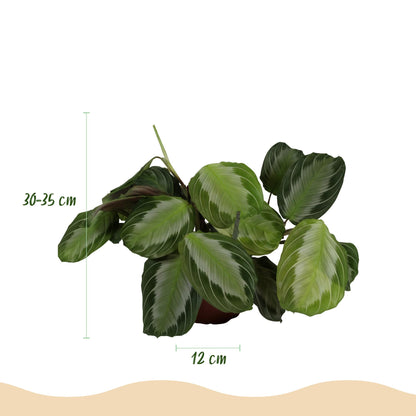 Green boutiQ - Zimmerpflanze - Maranta Fascinator Silverband - Gebetspflanze - Haustierfreundliche Pflanze - Grün - 1 Pflanze - mit Potter Weiß - Topf 12cm - Höhe 25cm 