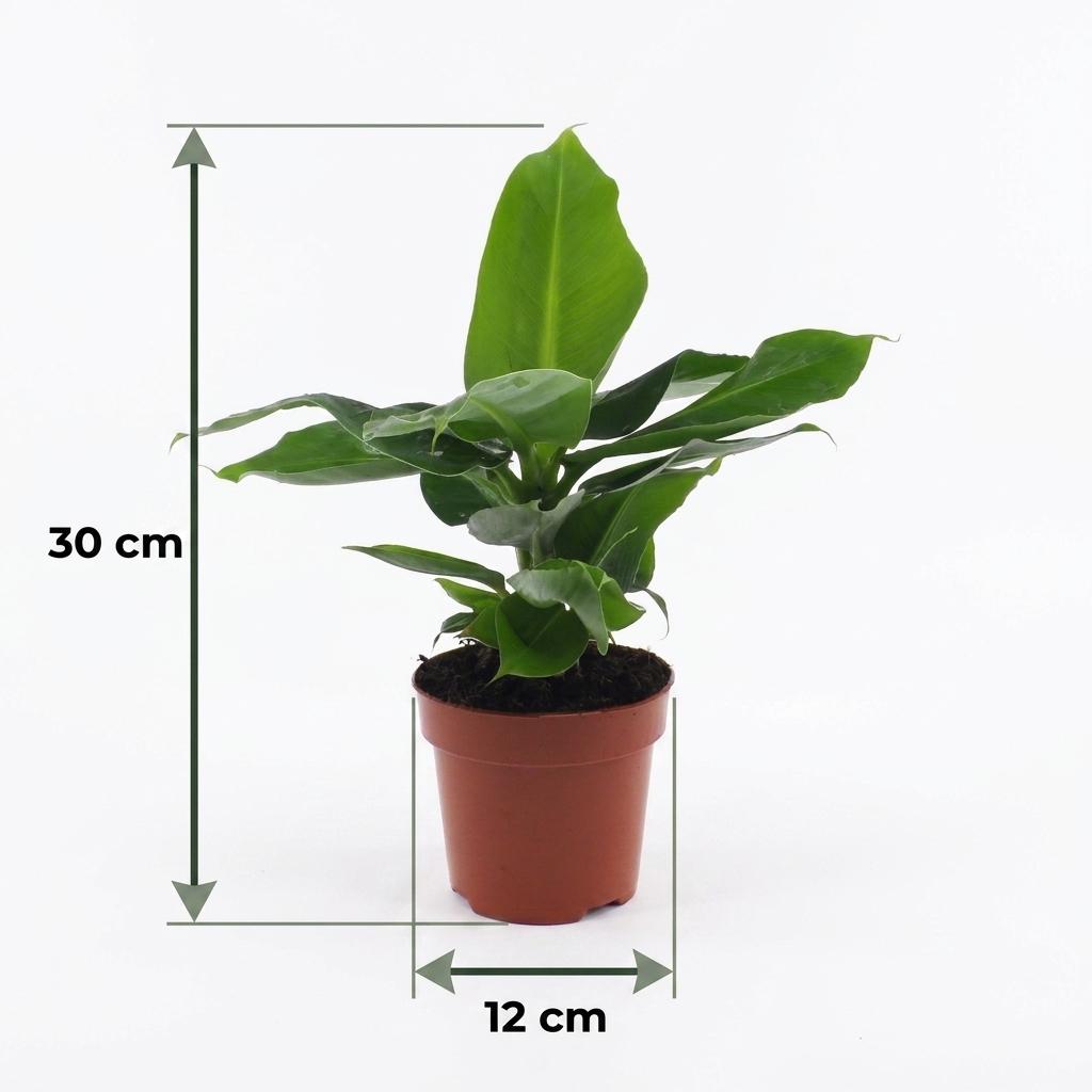 Orientalische Zwergbanane – Musa 'Oriental Dwarf' – Topf Ø12cm – Höhe 30cm – mit Korb – Ansicht 5