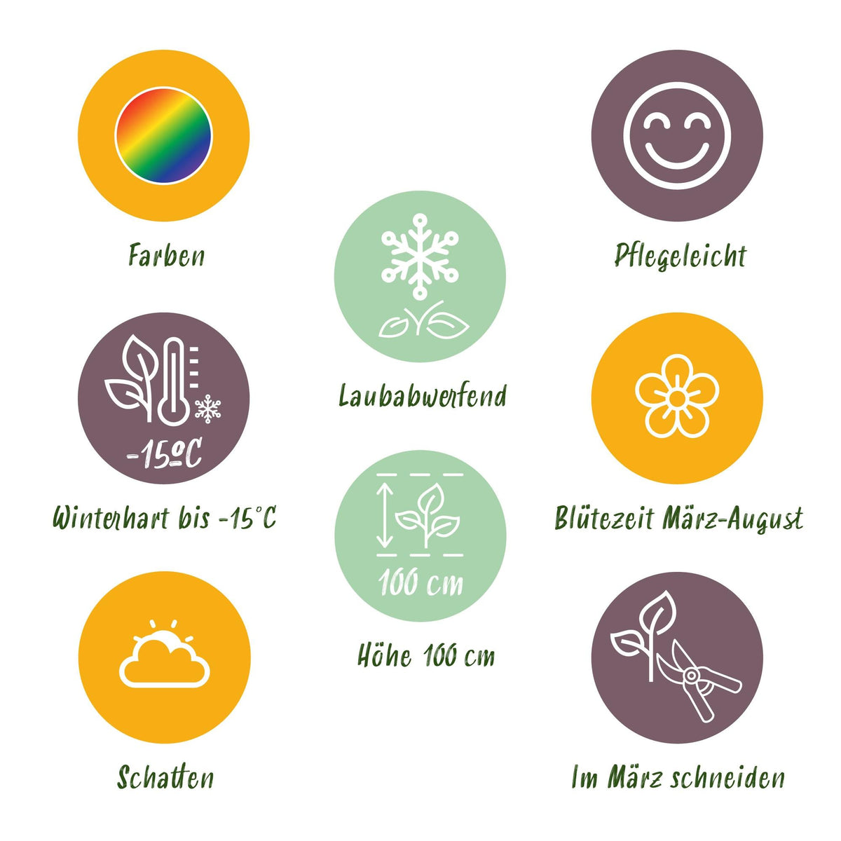Staudenset „Schatten“ – 24 schattenliebende Stauden für ca. 3 m² – Verschiedene Farben & Blütezeiten – Pflegeleichtes Set für schattige Gartenbereiche – Ø11 cm Topf 