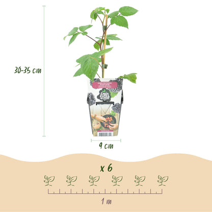 Brombeere Rubus fruticosus Black Satin winterhart 3 Pflanzen Ø9cm Höhe 30cm – Schwarze Brombeere für Garten Beet Balkon & Ter