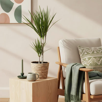 Green boutiQ - Zimmerpflanzen - Dracaena Marginata - Drachenbaum - Wenig Pflege - mit Korb - Grün - 1 Pflanze - Topf 17cm - Höhe 70-80cm 