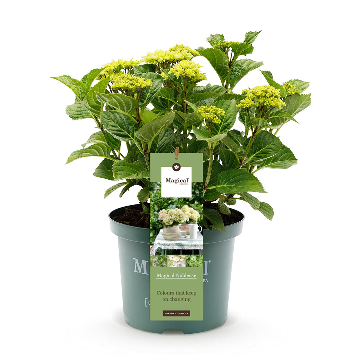 Hortensie Magical Noblesse – Hydrangea macrophylla – Weiß – Balkonpflanze – Im 23 cm Topf – Ca. 55 cm hoch – 6–10 Blüten – Für Balkon, Terrasse & Beet – Üppige Blüte & Farbenpracht 