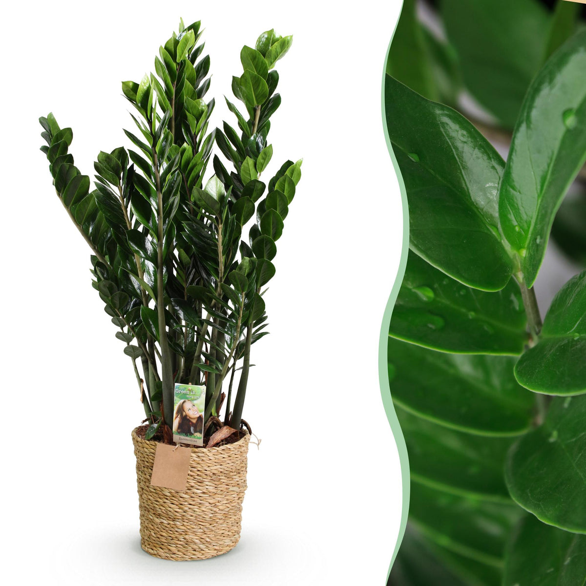 Green boutiQ - Zimmerpflanzen - Zamioculcas - ZZ-Pflanze - Wenig Pflege - mit Korb - Grün - 1 Pflanze - Topf 21cm - Höhe 80-90cm 
