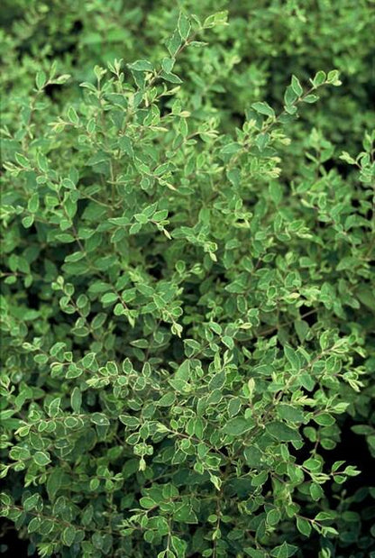 Symphoricarpos chenaultii 'Hancock' – 48 Pflanzen – weiß blühender & fruchtender Bodendecker – winterhart & pflegeleicht 