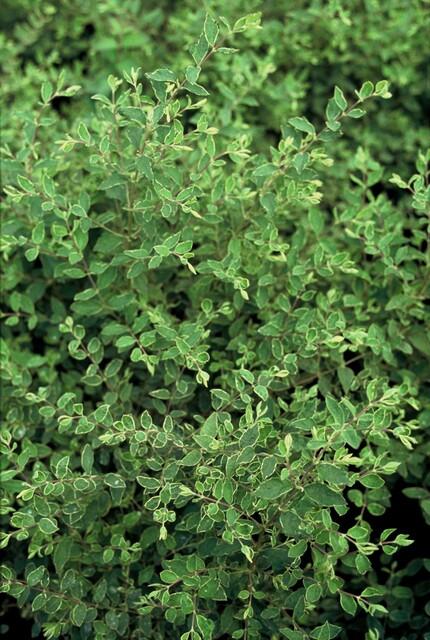 Symphoricarpos chenaultii 'Hancock' – 48 Pflanzen – weiß blühender & fruchtender Bodendecker – winterhart & pflegeleicht 