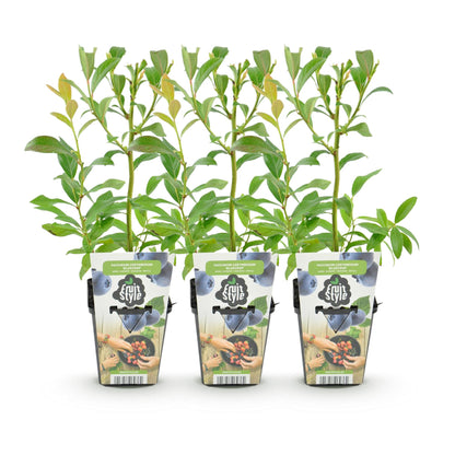 Blaubeere Vaccinium corymbosum Bluecrop winterhart 3 Pflanzen Ø9cm Höhe 30cm – Ertragreiche Heidelbeere für Garten Balkon & Terrasse 