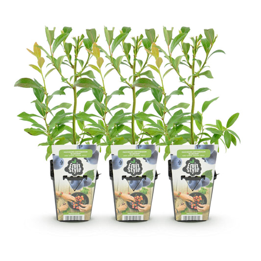 Blaubeere Vaccinium corymbosum Bluecrop winterhart 3 Pflanzen Ø9cm Höhe 30cm – Ertragreiche Heidelbeere für Garten Balkon & Terrasse 