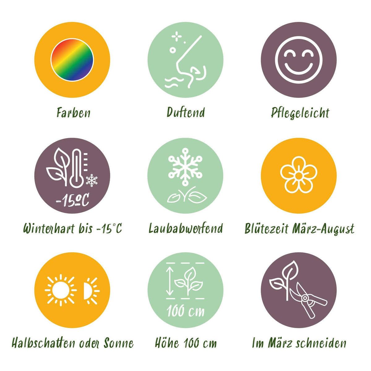 Staudenset – Duftend – 6 verschiedene Duftstauden – Für 1 m² Beet – Bienenfreundlich – Pflegeleicht – Blüten in verschiedenen Farben – Ø11 cm