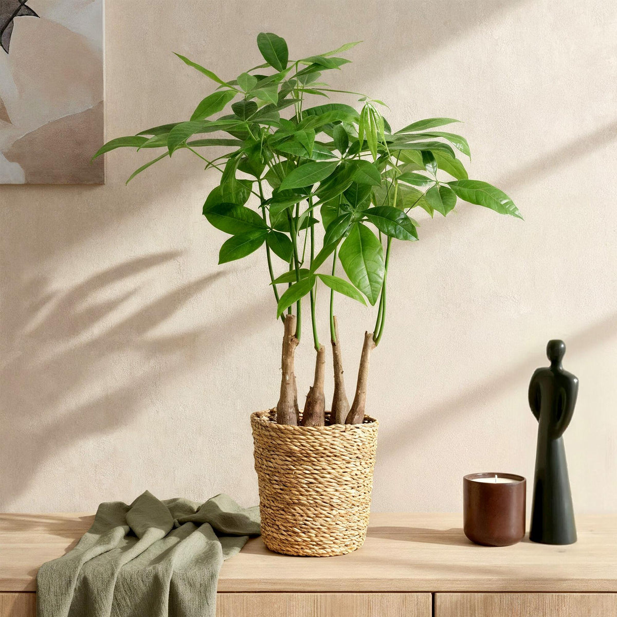 Glückskastanie Pachira Aquatica Mehrstammig – Geldbaum – 2 Pflanzen – 50–55cm – 17cm – Pflegeleichte Zimmerpflanzen mit handförmigen Blättern – Tropischer Glücksbaum inkl. Korb 