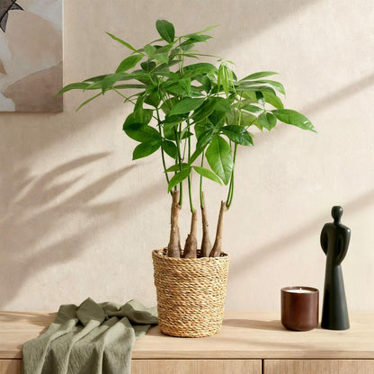 Glückskastanie Pachira Aquatica Mehrstammig – Geldbaum – 2 Pflanzen – 50–55cm – 17cm – Pflegeleichte Zimmerpflanzen mit handförmigen Blättern – Tropischer Glücksbaum inkl. Korb 
