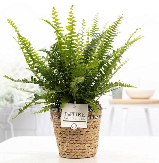 Nephrolepis Green Lady In P&PURE Basket - Ø12cm - ↕35cm 