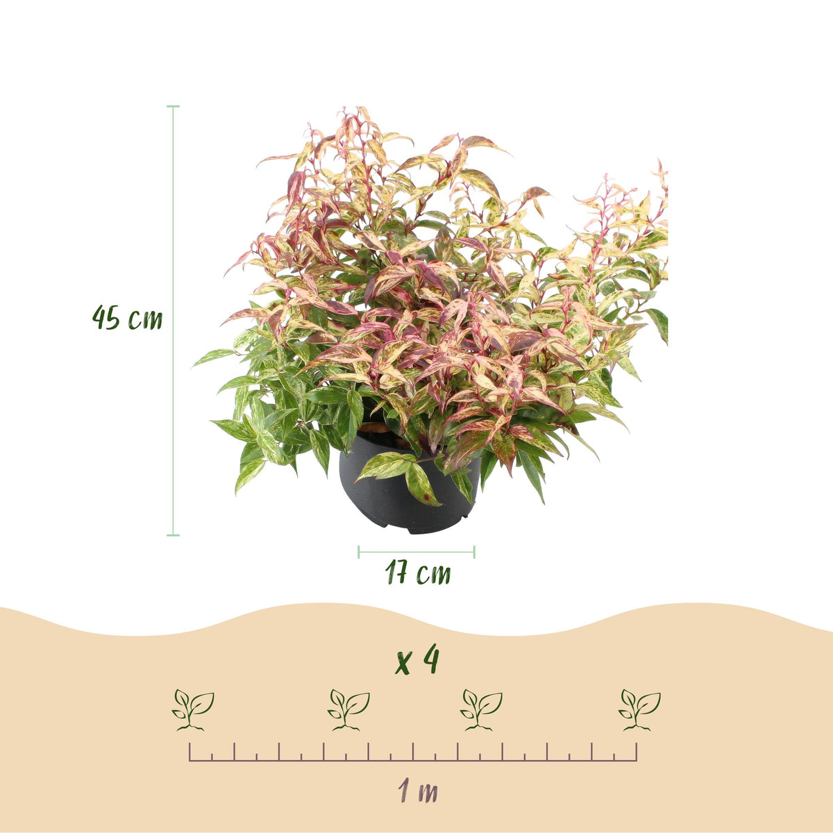 GreenboutiQ - Gartenpflanze - Leucothoe Makijaz - Braun - 2 Pflanzen - Immergrün - Wenig Pflege - Topf 17cm Höhe 45cm 