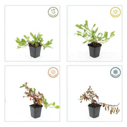 Schneckenknöterich Persicaria aff. 'Darjeeling Red' – ↕10-25cm – Ø9cm – 6 Pflanzen – Rotes Laub – Sonne & Halbschatten – Pfle