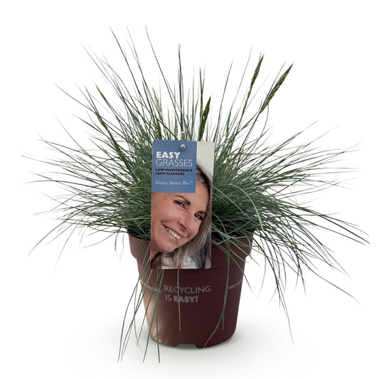GreenboutiQ - Ziergräser - Festuca glauca Intense Blue - Blau - 1 Pflanze - Immergrün - Winterhart - Topf 17cm Höhe 50cm 